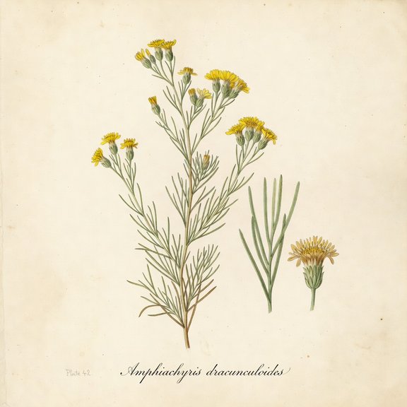 Prairie Broomweed botanical plate