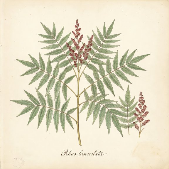 Prairie Sumac botanical plate