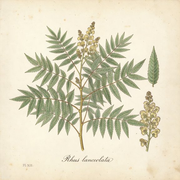 Prairie Sumac botanical plate
