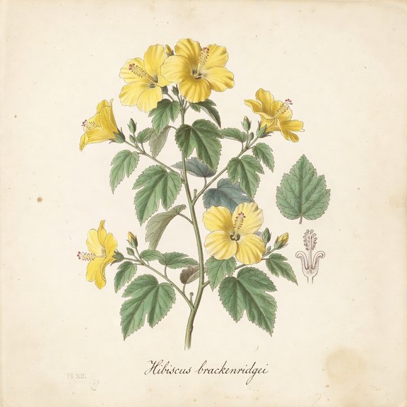 Pua Aloalo botanical plate