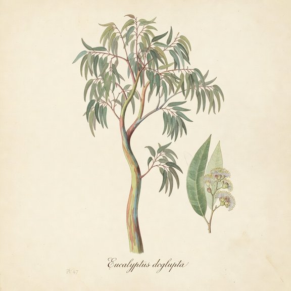 Rainbow Eucalyptus botanical plate