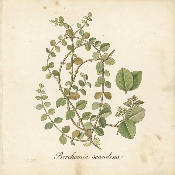Rattan Vine botanical plate