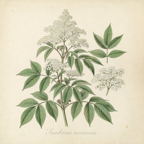 Red Elderberry botanical plate