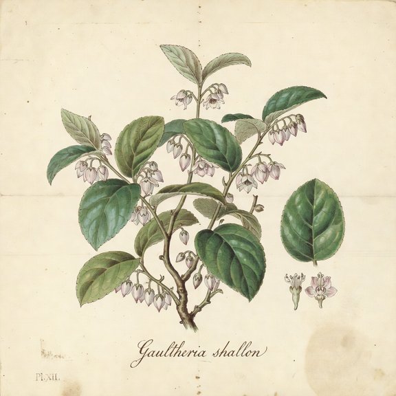 Salal botanical plate