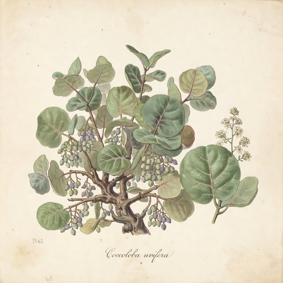Sea grape botanical plate