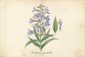 Showy Penstemon botanical plate