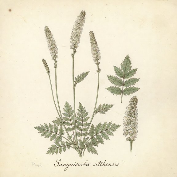 Sitka Burnet botanical plate