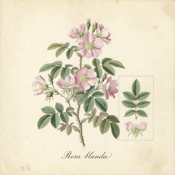 Smooth Rose botanical plate