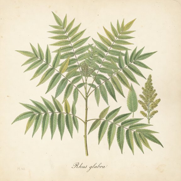 Sumac Plate Smooth Sumac — Beehiveful