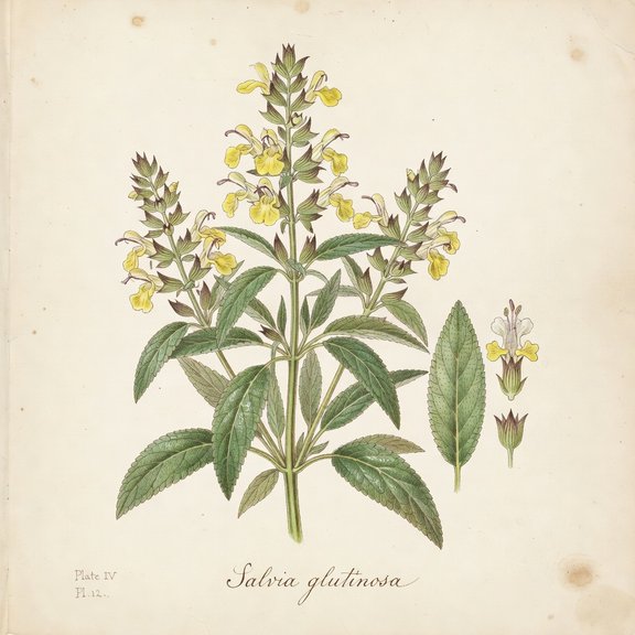 Sticky sage botanical plate