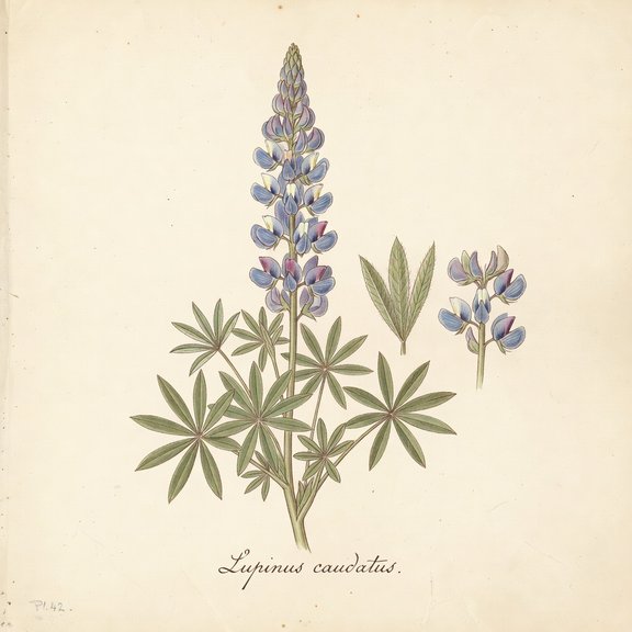 Tailcup Lupine botanical plate