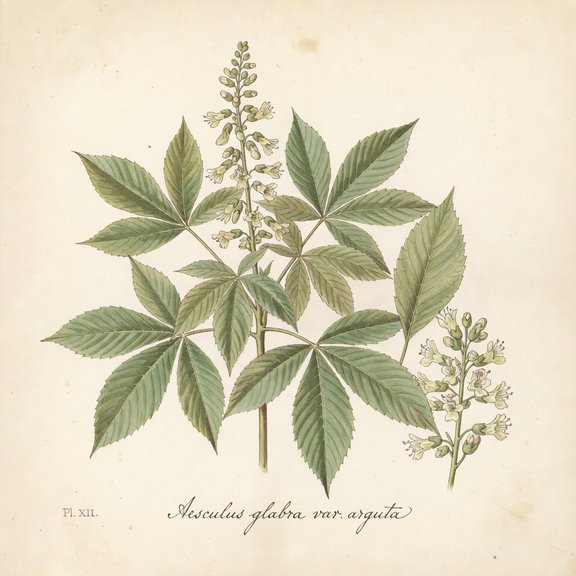 Texas buckeye botanical plate