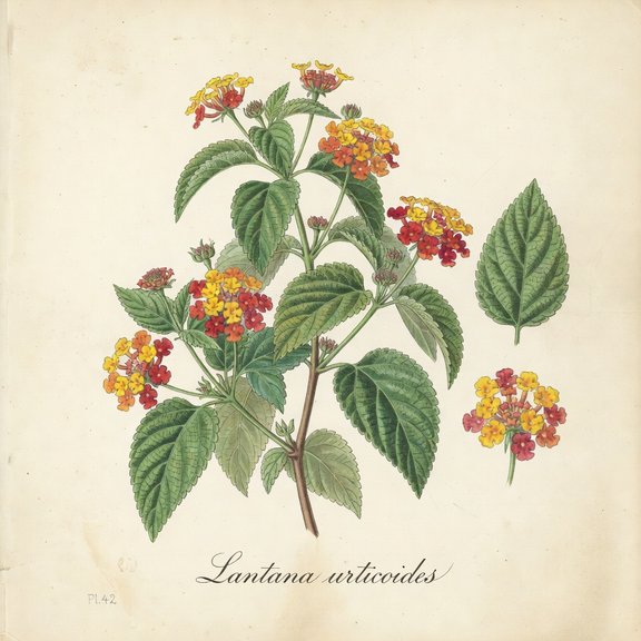 Texas Lantana botanical plate