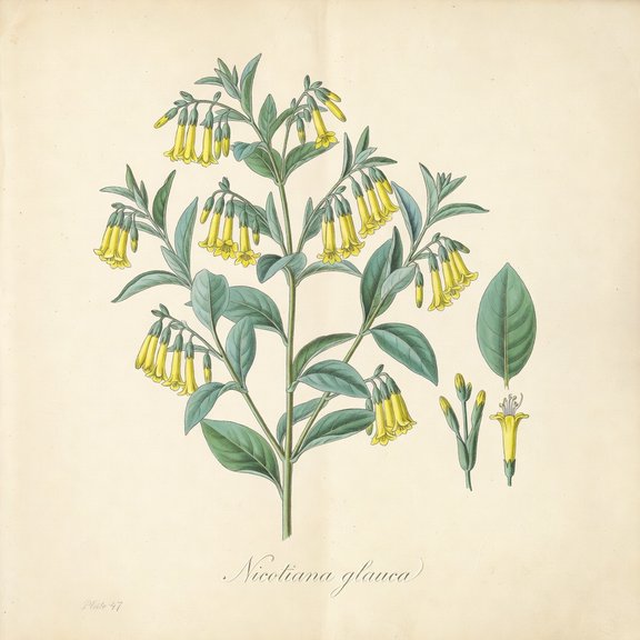 Tree Tobacco botanical plate