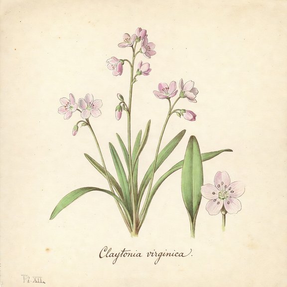 Virginia spring beauty botanical plate