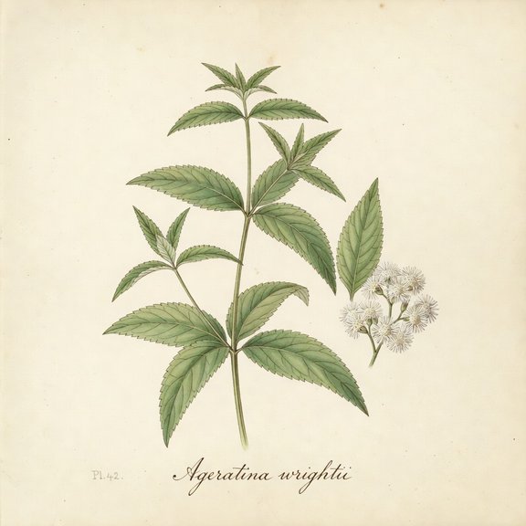 White Mistflower botanical plate