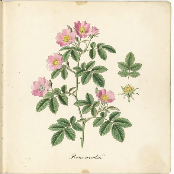 Woods’ rose botanical plate