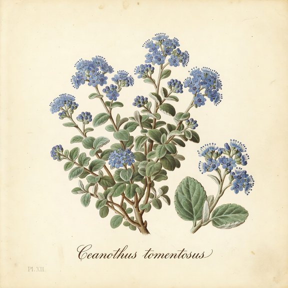 Woollyleaf Ceanothus botanical plate