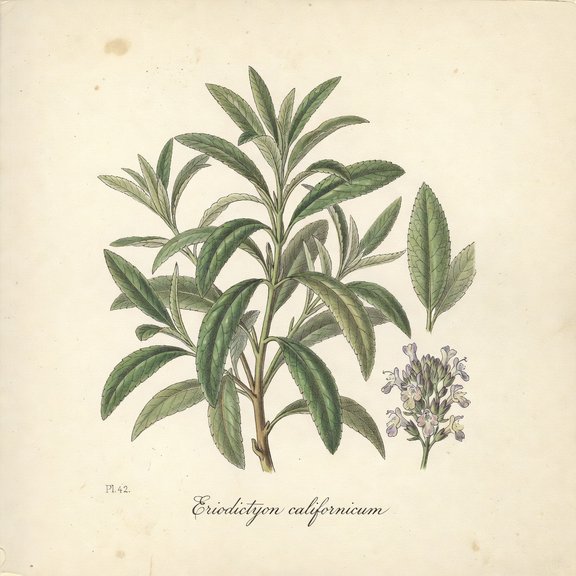 Yerba Santa botanical plate