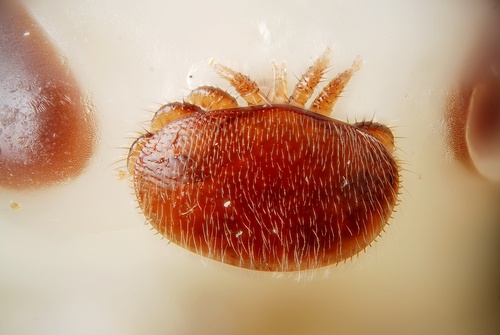 Varroa Mite