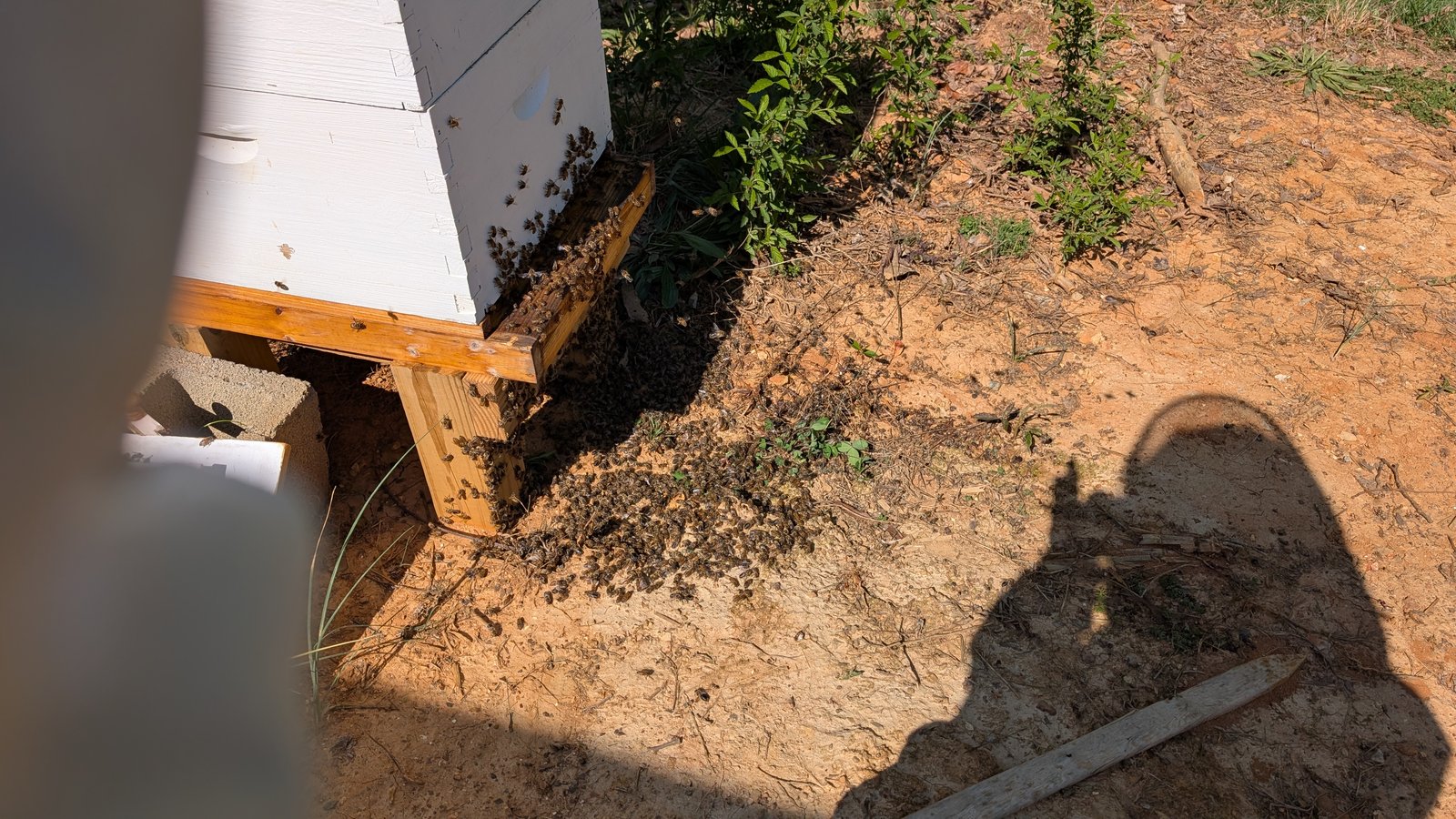Kicked a bunch of drones out of the hive