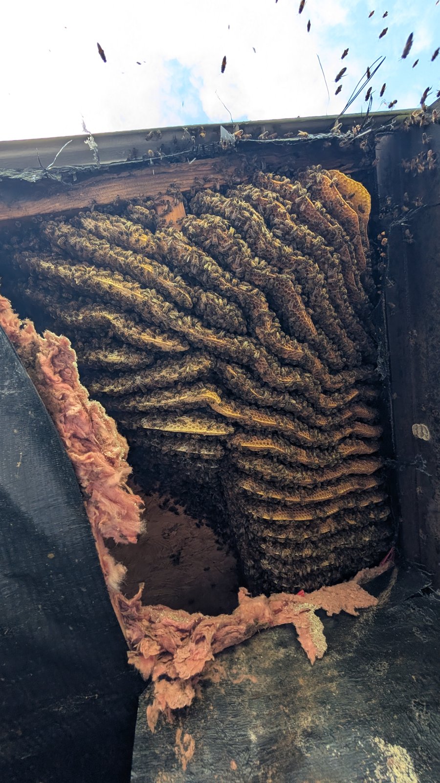 Before extraction