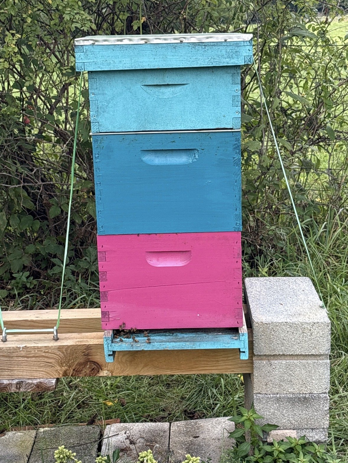 Hive photo