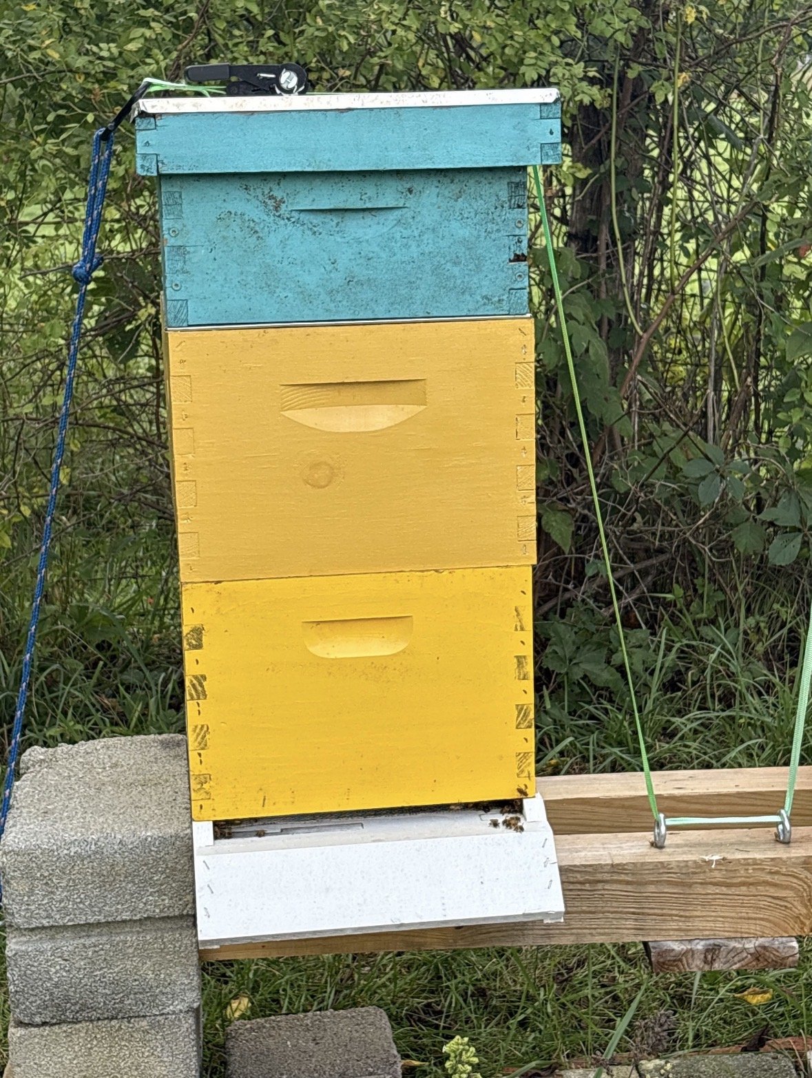 Hive photo