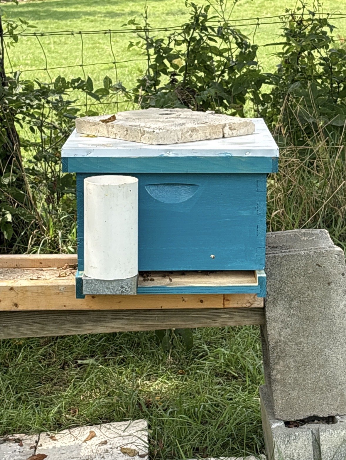 Hive photo