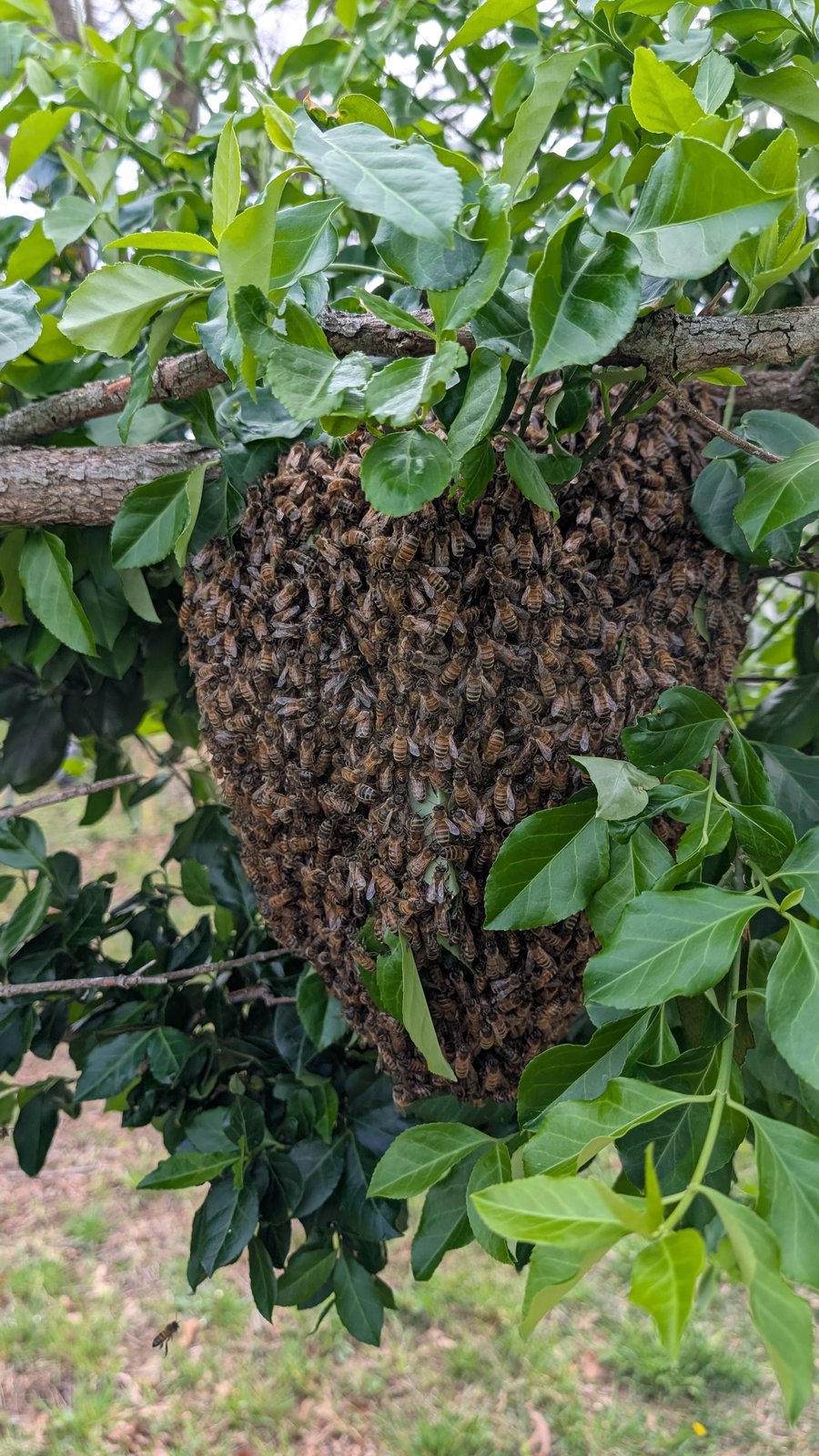 Swarm caught Apr 5, 2026