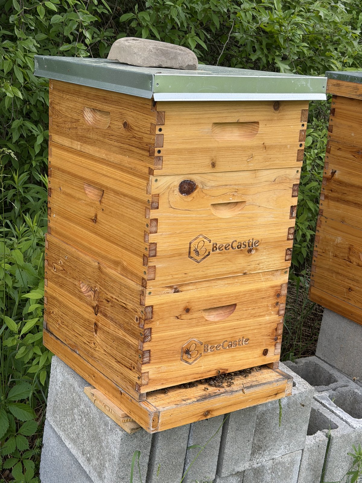Hive photo