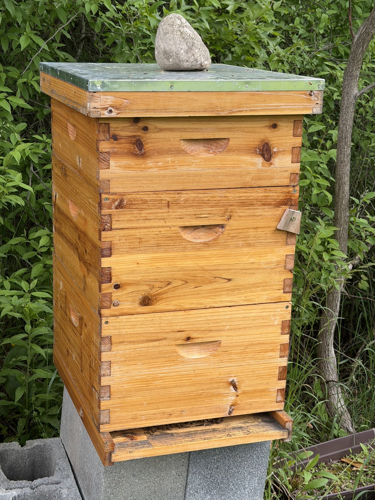 Hive photo